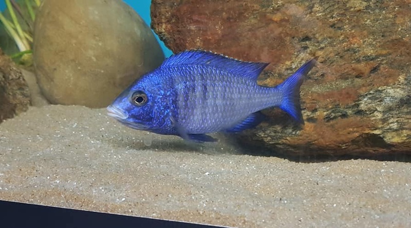 Placidochromis phenochilus 'Mdoka Reef'